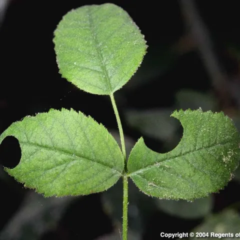 Leafcutter bee damage, circular holes along the edges of a rose leaf