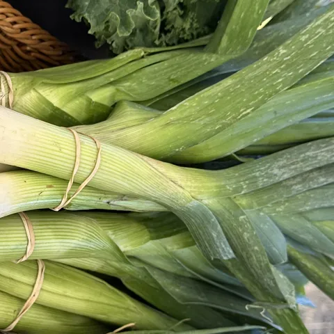leeks at the College of Marin Indian Valley Organic Farm & Garden photo Jean Christofferson