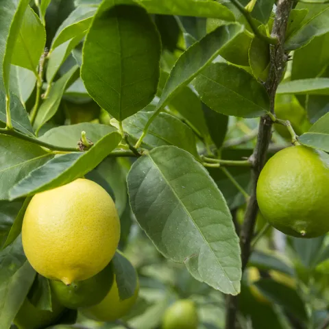 lime tree