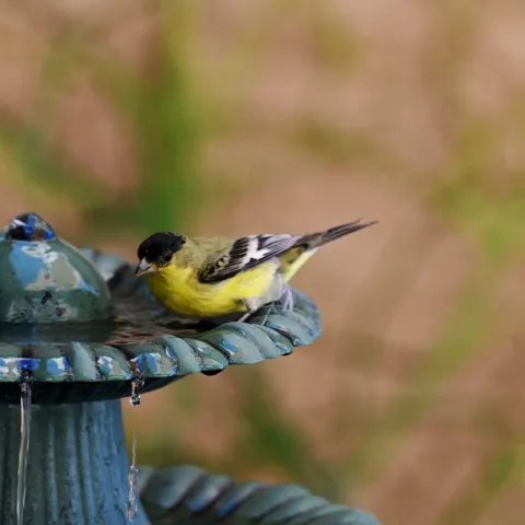 goldfinch bath