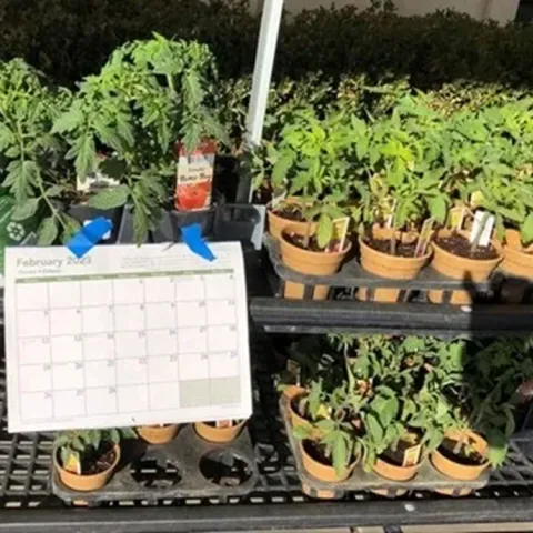 Garden calendar and seedlings