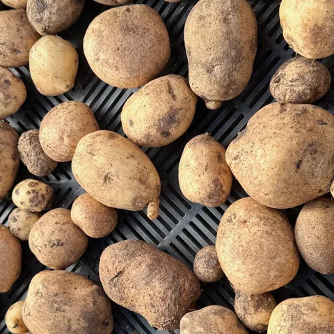 potato harvest