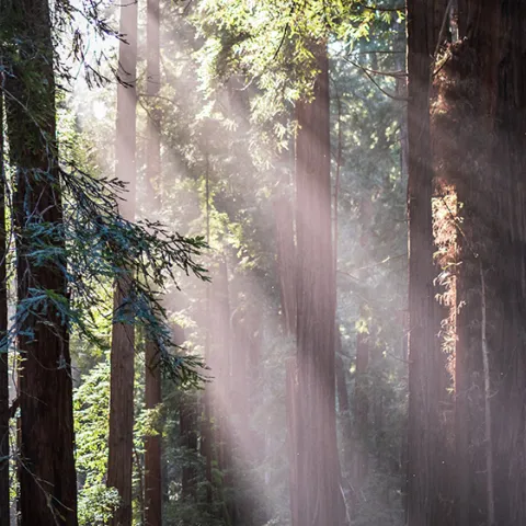 Redwoods