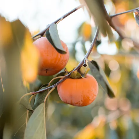 persimmon tree