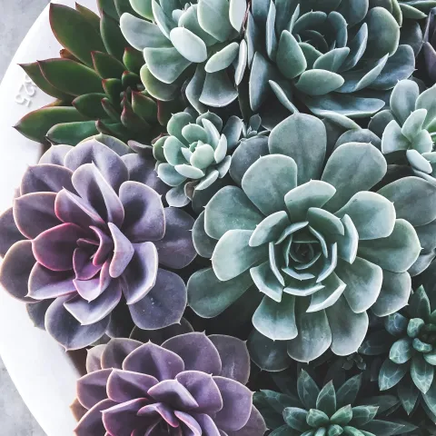 succulents