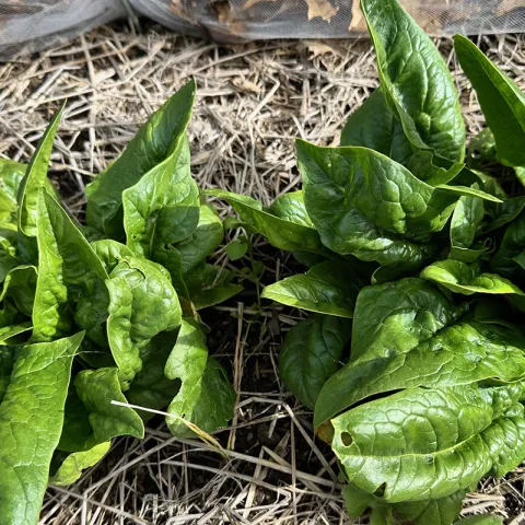 Spinach photo Jean Christofferson