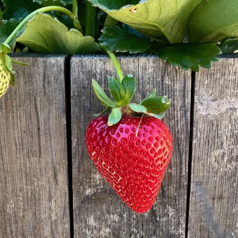 strawberry growing in a planter