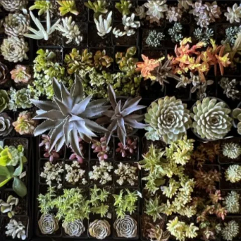 Succulent and ceramics garden art sale may 2025