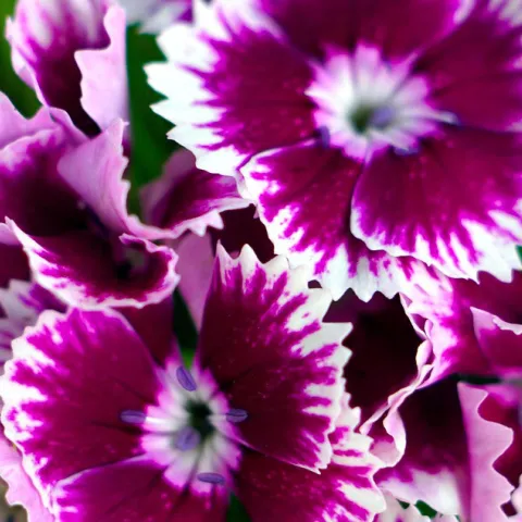 Sweet William