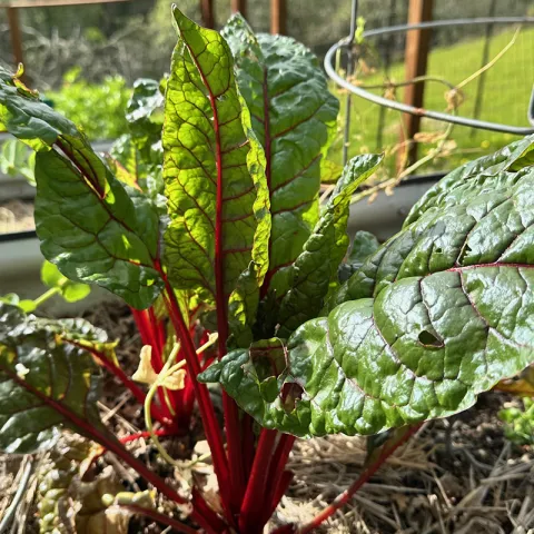 Swiss Chard photo Jean Christofferson
