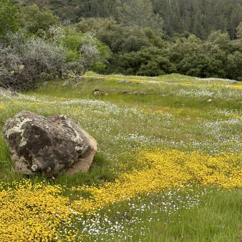 Picture of meadow restoration.