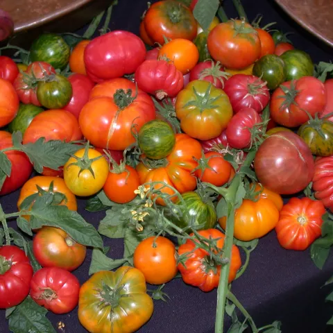 Assortment of colorful, red and orange tomatoes