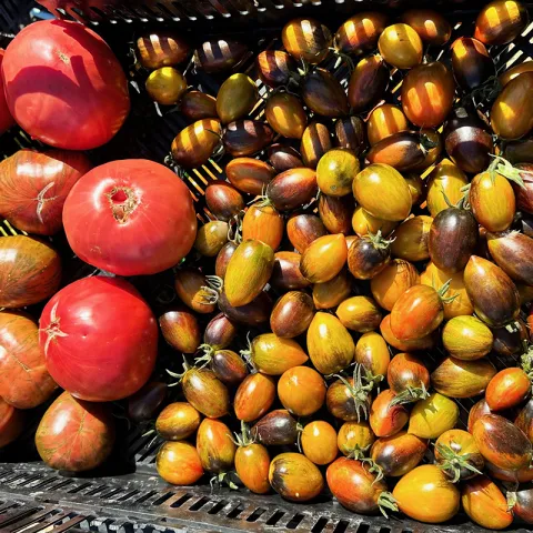 tomatoes College of Marin Indian Valley Organic Farm & Garden photo Jean Christofferson