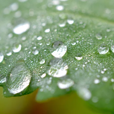 Beads of water on a green leaf, Canva image
