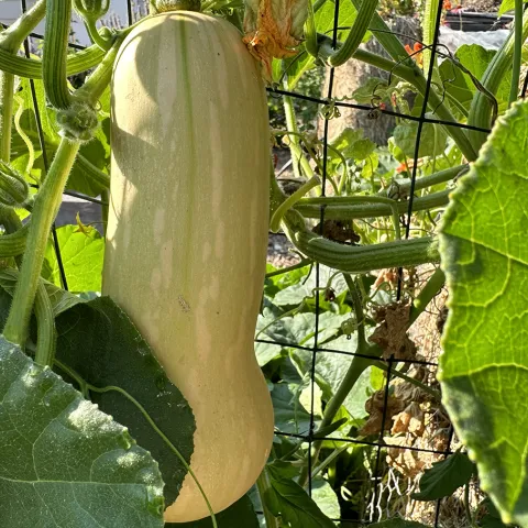 Winter Squash on the vine, Marin Edible Demonstration Garden photo Marty Nelson