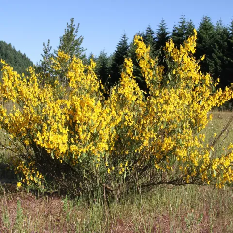 Yellow flowering shrub in a field.