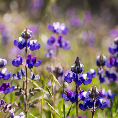 Purple lupins