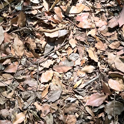 Leaves and twigs make excellent additions to the compost pile. J.C. Lawrence