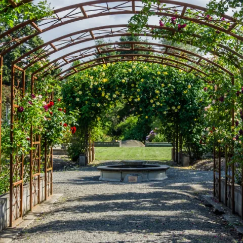 Arched trellis tunnel