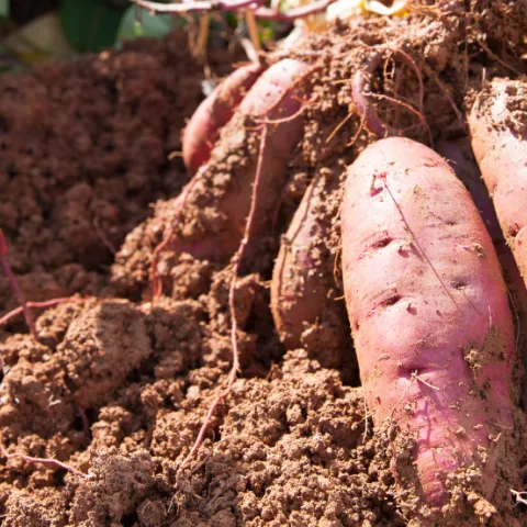 Sweet potatoes