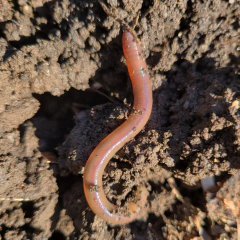 Red worm. Jeanette Alosi