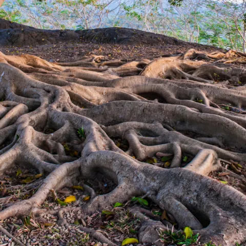 Tree Roots