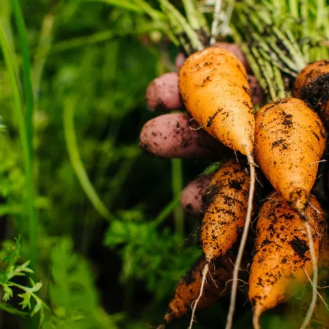 hand holding a bunch of carrots 
