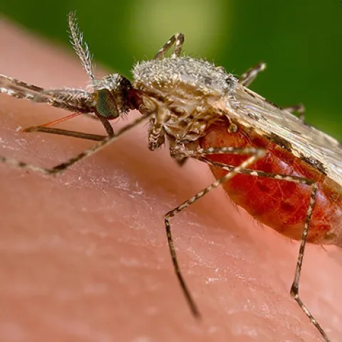 Malaria mosquito, Anopheles stephensi, drawing blood. (Wikipedia Photo)