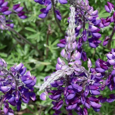 Ecosystem biodiversity in the garden
