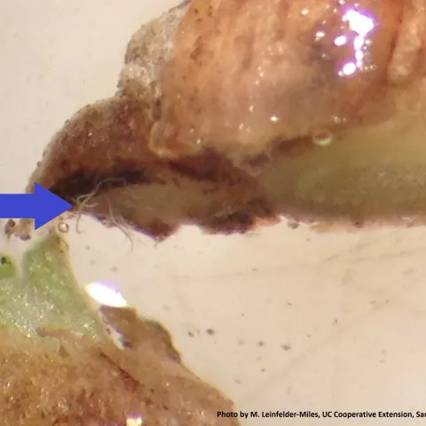 Stem nematodes are visible under a dissecting microscope emerging from an alfalfa stem.