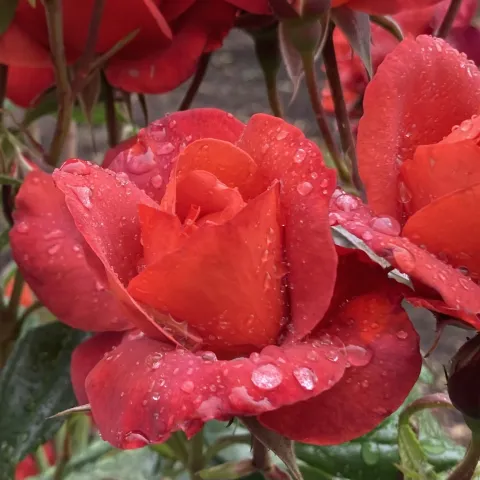 Roses with raindrops