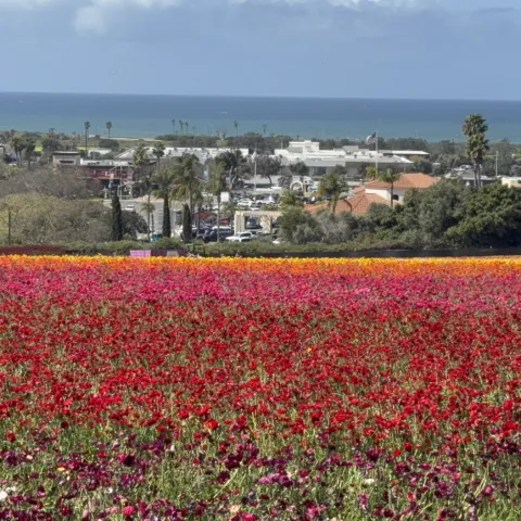 Los 'Flower Fields' de Carlsbad, una oportunidad para observar las flores típicas de la región.