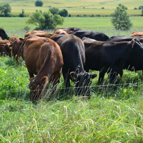 Cattle on a field with a single hot wire