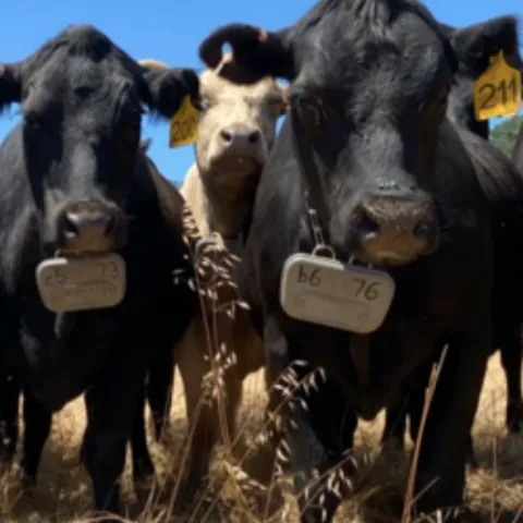 Black angus cattle with transmitter collars for e-fencing.