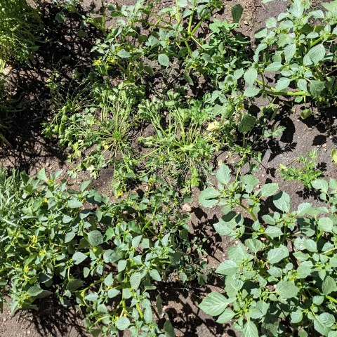 Some garden plants viewed from above