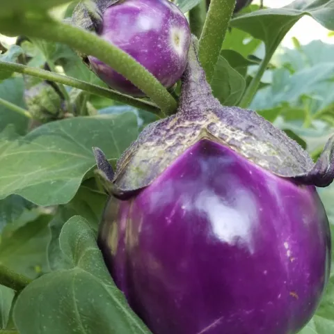 purple eggplants