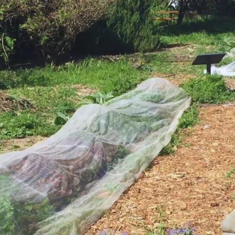 Garden with beds covered with row covers