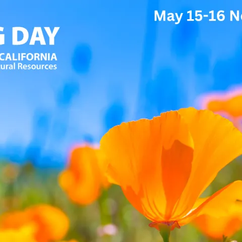 Orange poppies against a blue sky. UC ANR Giving Day May 15-16 noon to noon.