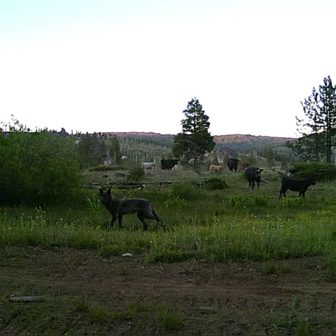 Gray wolf from the Lassen pack among a herd of cattle in July of 2022