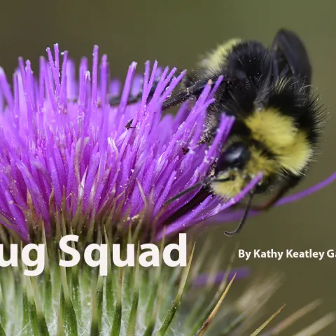 Bug Squad template. Bumble bee foraging on bull thistle