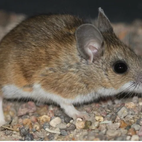 Brown mouse with a white underside.