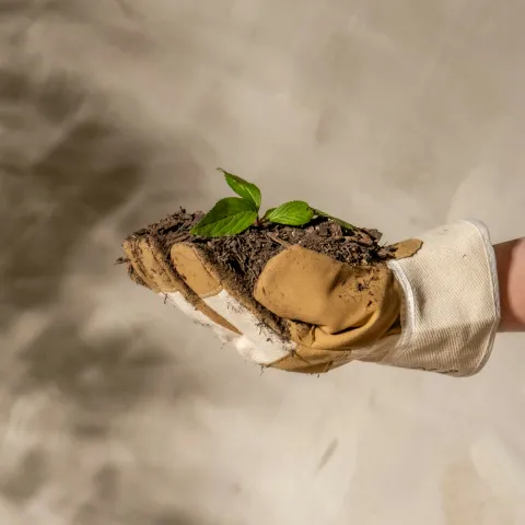 a gloved hand holding garden soil