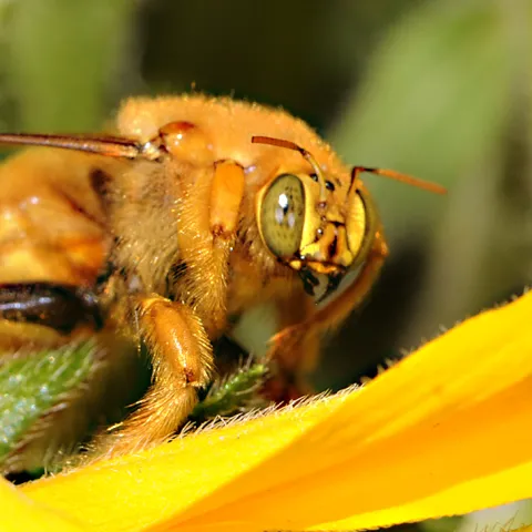 Male Valley carpenter bee. (Photo by Kathy Keatley Garvey)