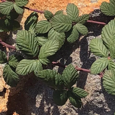 invasive blackberries