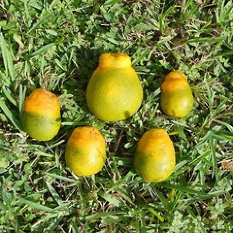 HLB Deformed Fruit