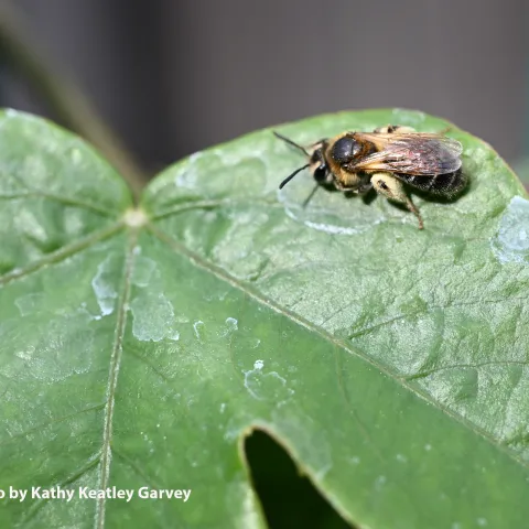 Mining bee (Andrena) on Passiflora in Vacaville, Calif. (Photo by Kathy Keatley Garvey)