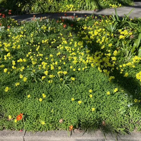Bermuda buttercup infesting a bed of landscaped plants.