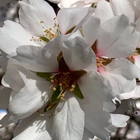 almond blossoms