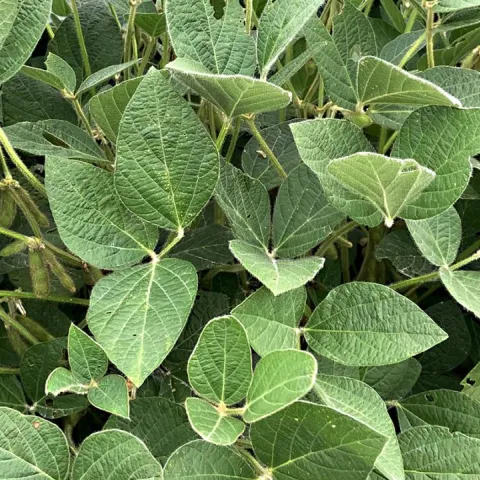 Soybean field. (Photo courtesy of Wikipedia)