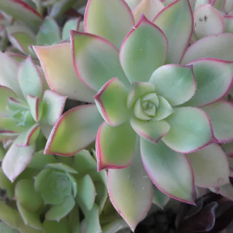 Succulent sale May 2025 Healdsburg